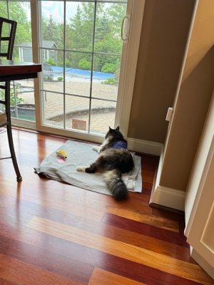 IMG_8450.jpeg IMG_8450.jpeg