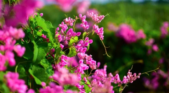 well-behaved-vines-1200x667.webp