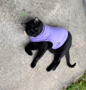 Bat in shirt.jpg