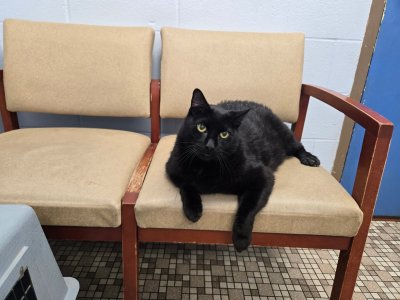 6-20-2025 Jack dental recheck at vet.jpg
