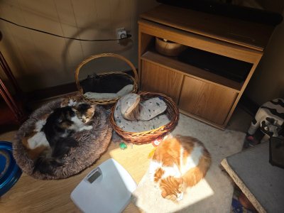 2025-06-24 heatwave kitties.jpg
