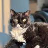 Gus the furminator