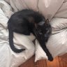 Briana + Binx