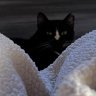 kitten68