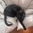Briana + Binx