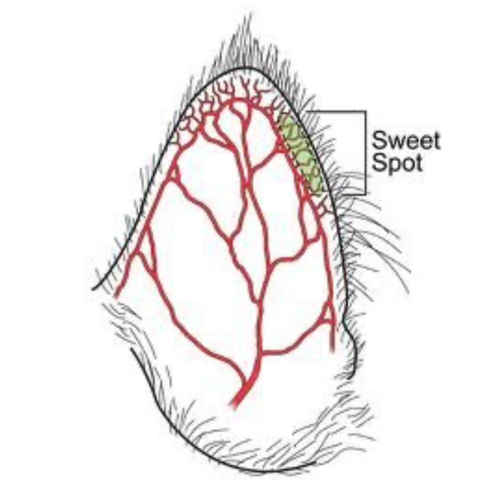 sweet spot on the cat's ear the outer edge between the edge and the vein.