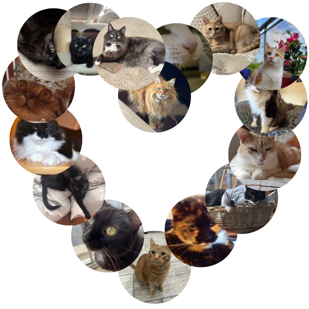 heart shaped graphic showing pictures of cats from our community.