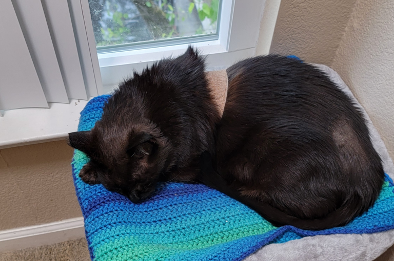 Getting Started with Continuous Glucose Monitors (CGMs) for Diabetes Cats