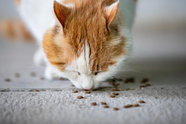 Feeding a Diabetic Cat: A Realistic, Effective Approach