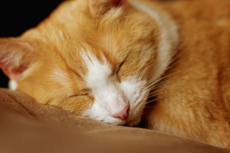 An Introduction to Feline Diabetes: What Every Cat Caregiver Needs to Know