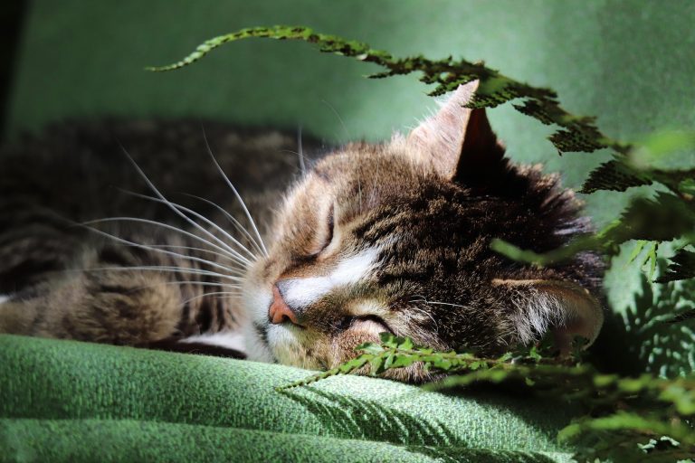 Hypoglycemia in Cats: Recognizing and Treating Low Blood Sugar