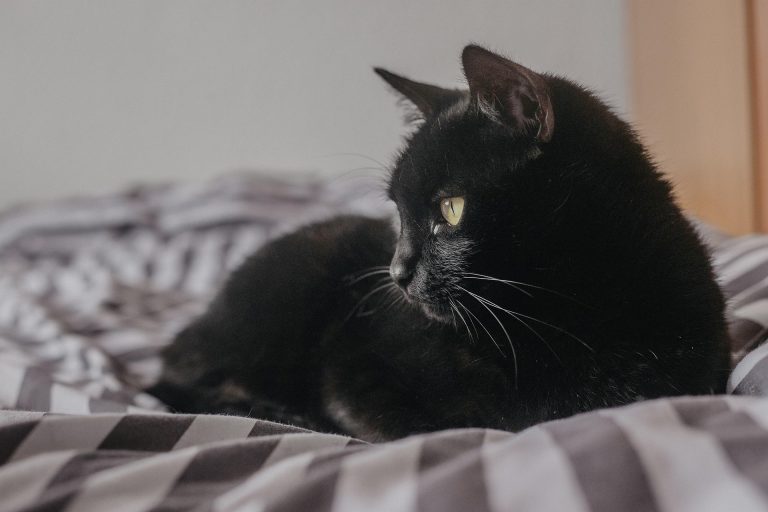 Home Testing for Diabetic Cats: How to Check Blood Sugar Safely and Stress-Free