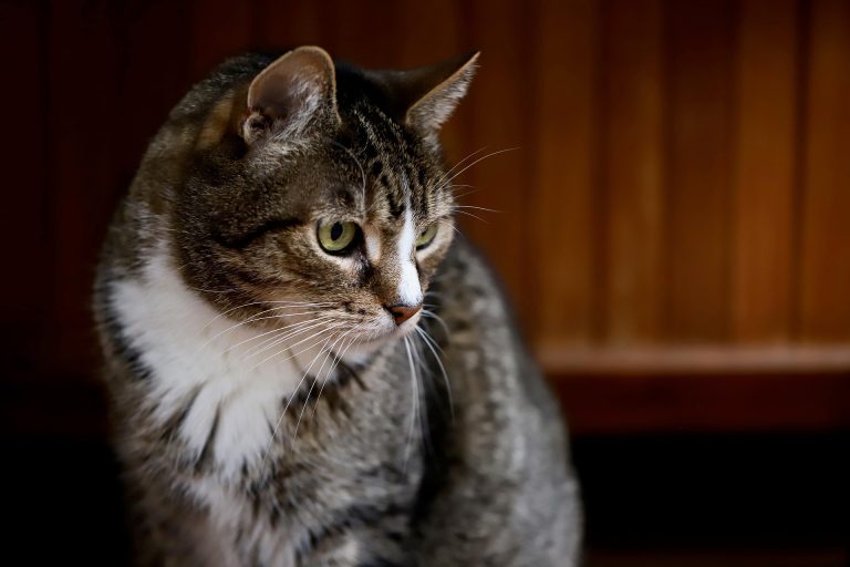 Comparing Feline Diabetes Treatments: Insulins, Oral Meds, and What Works Best