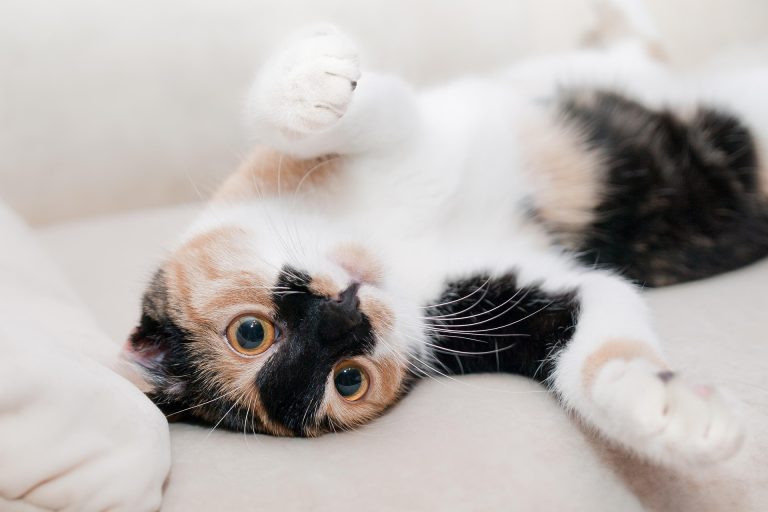 Managing Remission and Relapse in Diabetic Cats: What to Know and Watch For